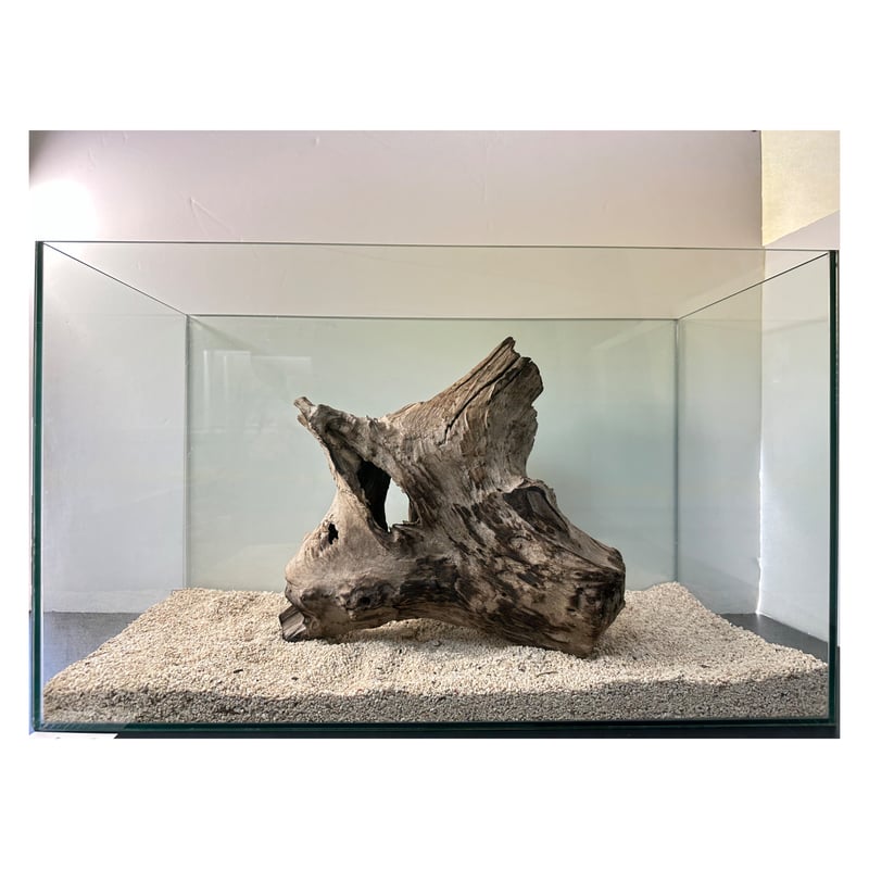 流木 アク抜 幅35奥40高60