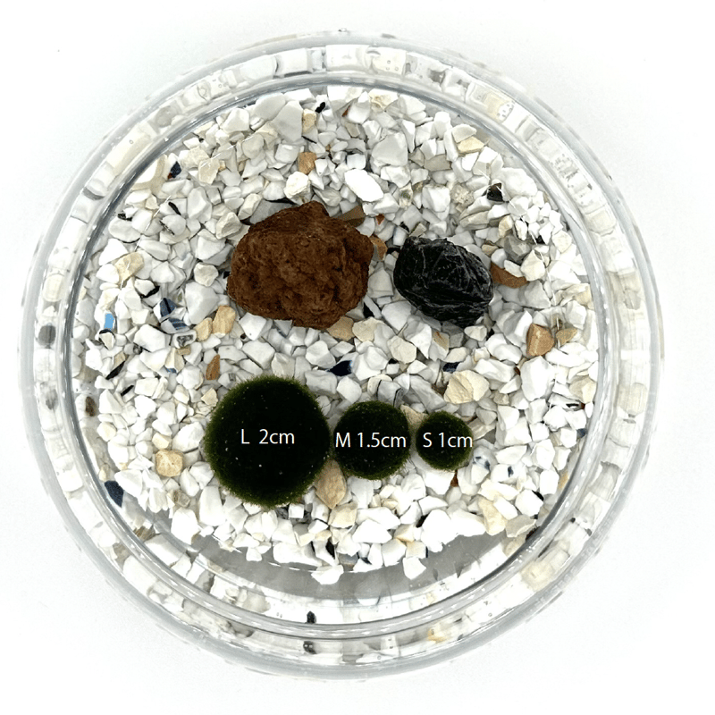 マリモSサイズ単品（1個）（サイズ直径約10mm) | 流木専門店のアクア