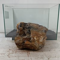 BIG木化石　１点もの　NO.1620（W約20cm/H約16cm)(45cm水槽）