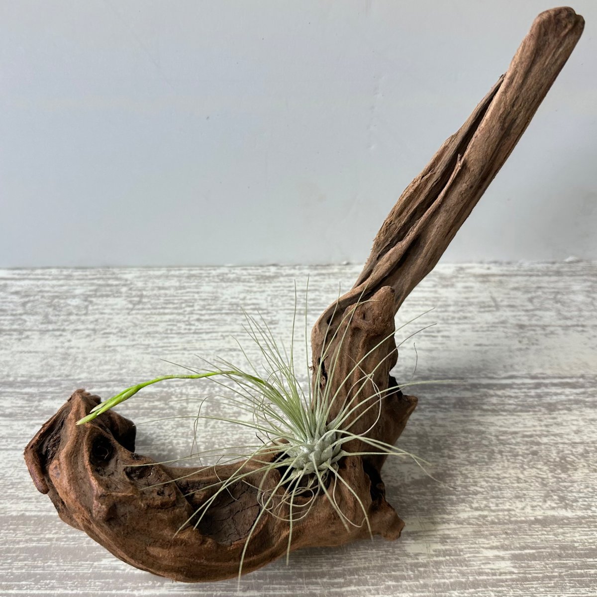 r78特大流木 大型流木 アク抜き済み 爬虫類シェルター 隠れ家