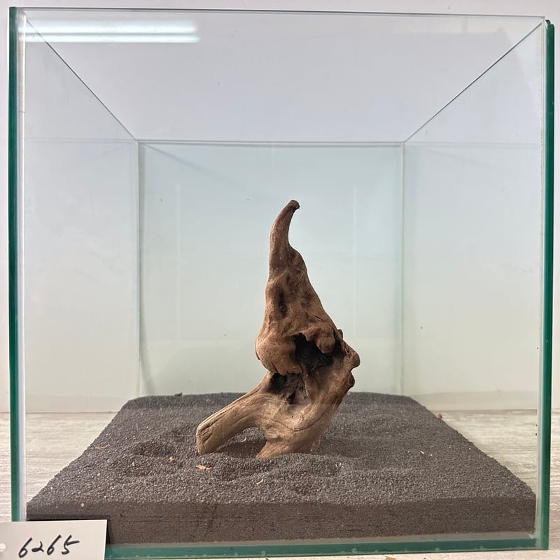 マングローブ系流木. MSサイズ(W約20cm)・オンリーワン ☆現物撮影 1点