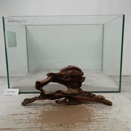 CATEGORY マングローブ系流木 | 流木専門店のアクアリバー