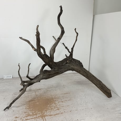 CATEGORY ブランチ系流木 | 流木専門店のアクアリバー/アクアリウム