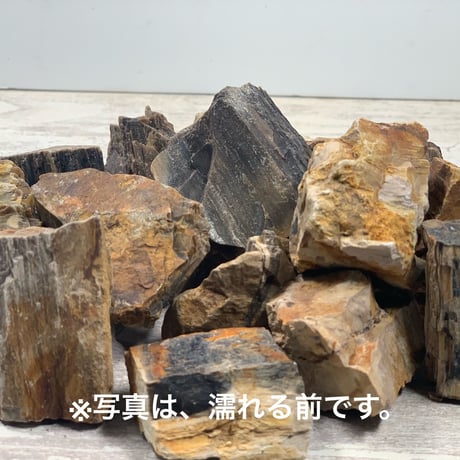 ミニ木化石 １kg セット