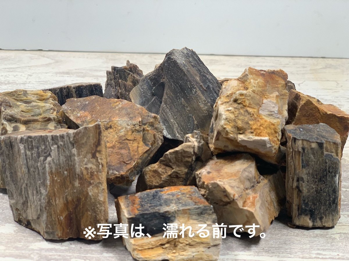 超希少コケ付 木化石