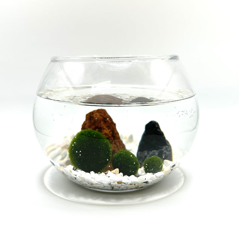 まりも マリモSサイズ単品（1個）（サイズ直径約10mm) | 流木専門店の