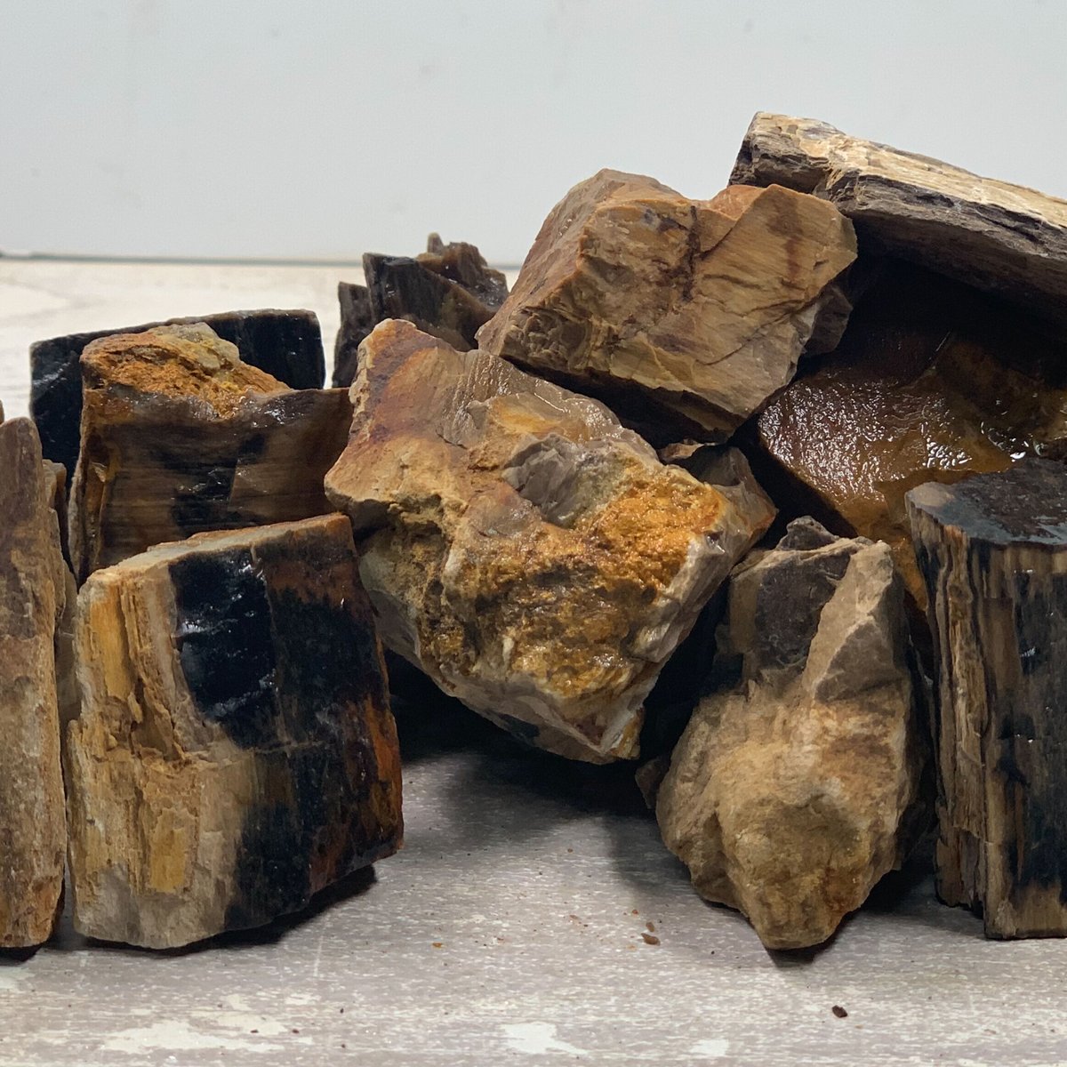 超希少コケ付 木化石