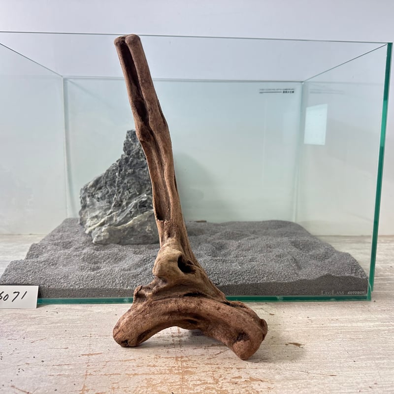 マングローブ系流木. MLサイズ(W約29cm)・オンリーワン ☆現物撮影 1点