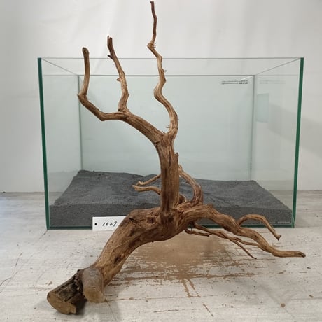 CATEGORY ブランチ系流木 | 流木専門店のアクアリバー/アクアリウム