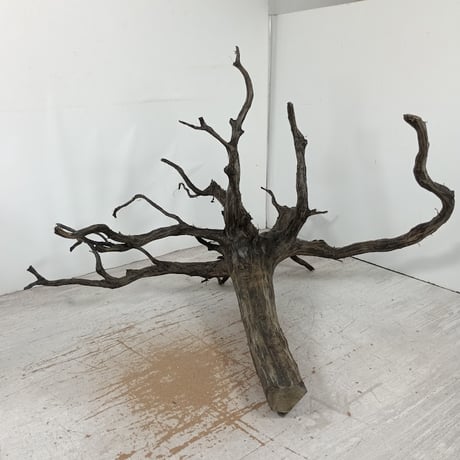 CATEGORY ブラックブランチ | 流木専門店のアクアリバー/アクアリウム