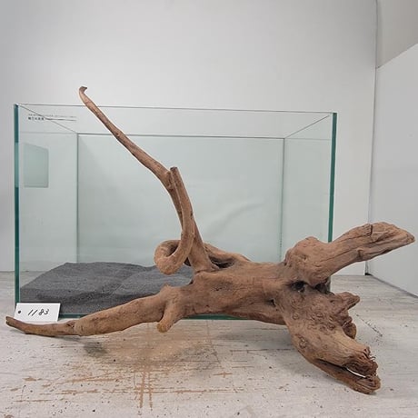 CATEGORY マングローブ系流木 | 流木専門店のアクアリバー  