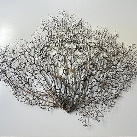ウミウチワ　１点物　（W約46cm/H約38cm)　No.5052