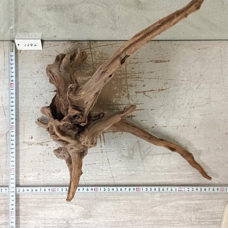 マングローブ系流木 LLサイズ オンリーワン ☆現物撮影 1点 No