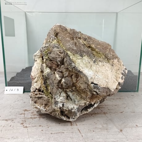 BIG木化石　１点もの　NO.1613（W約22cm/H約22cm)(45cm水槽）