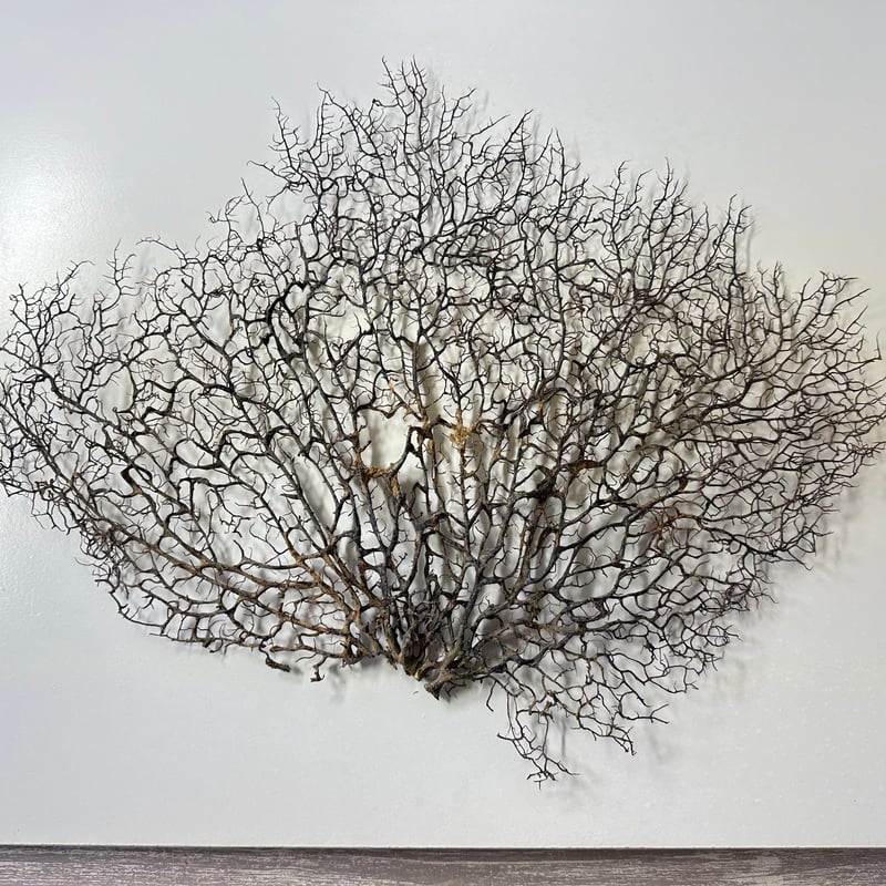 ウミウチワ 1点物 （W約46cm/H約38cm) No.5052 | 流木専門店の