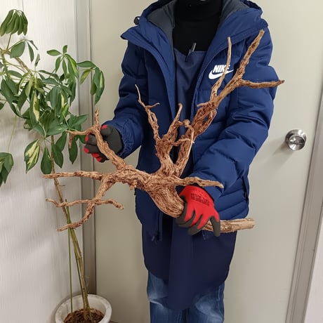 CATEGORY ブランチ系流木 | 流木専門店のアクアリバー/アクアリウム