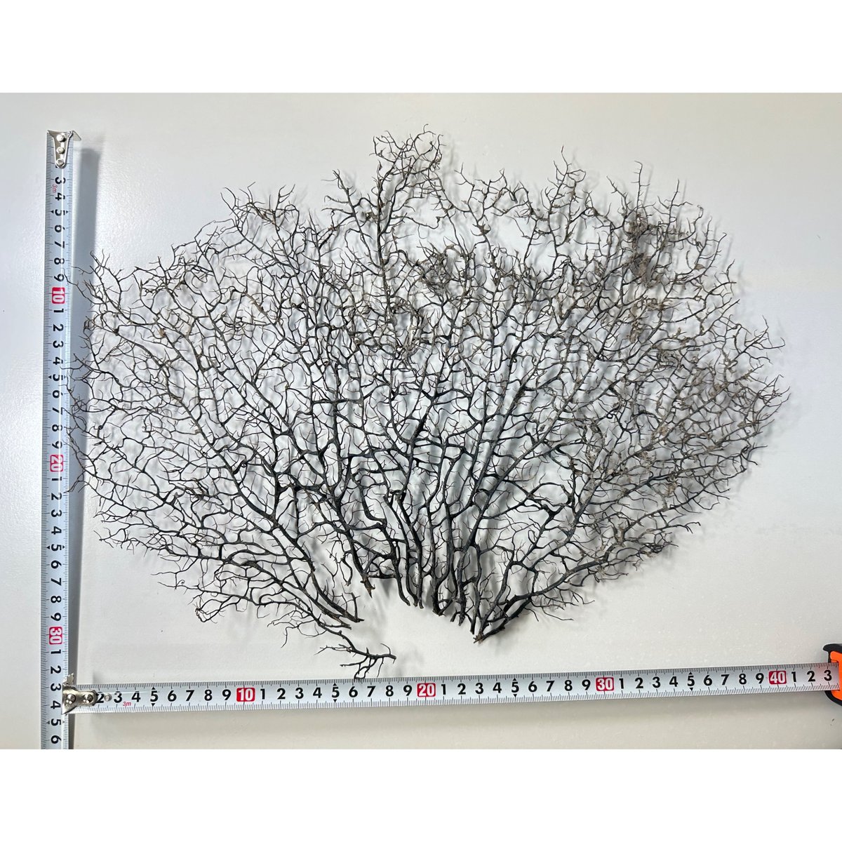 ウミウチワ 1点物 （W約43cm/H約33cm) No.5054 | 流木専門店の