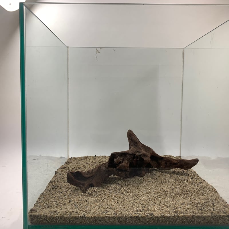 マングローブ系流木 Sサイズ15cm〜25cm おまかせ5本×2セット（合計10本