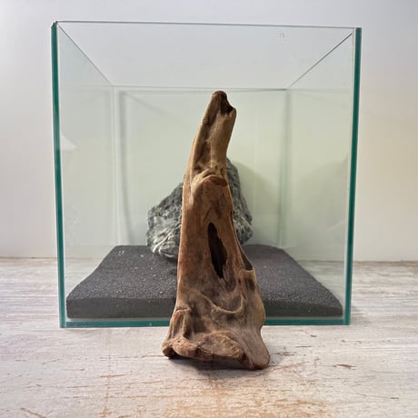 CATEGORY 流木（全種類） | 流木専門店のアクアリバー/アクアリウム