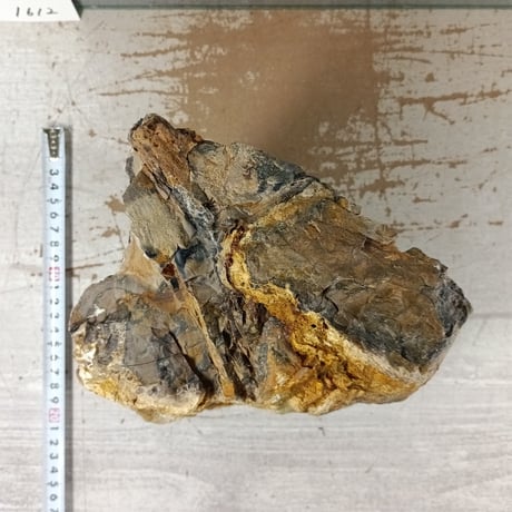 BIG木化石　１点もの　NO.1612（W約18cm/H約19cm)(45cm水槽）