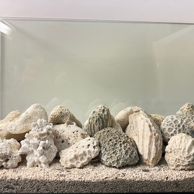 サンゴ石 5kg セット (現物撮影）No.5002 | 流木専門店のアクアリバー