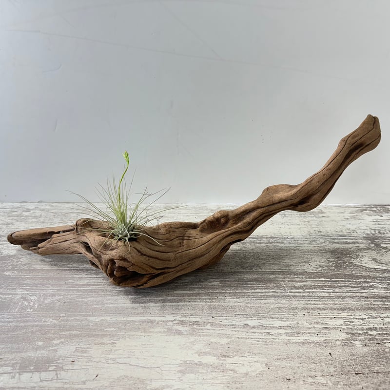 愛知県産 大型流木