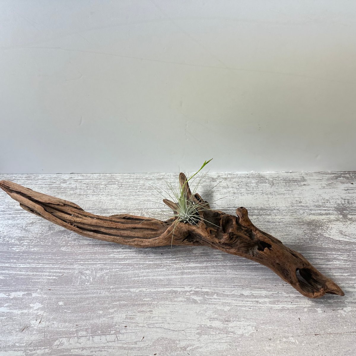 流木オ流木インテリア（エアプランツ最適）（W約44cm) No.5147A（園芸 