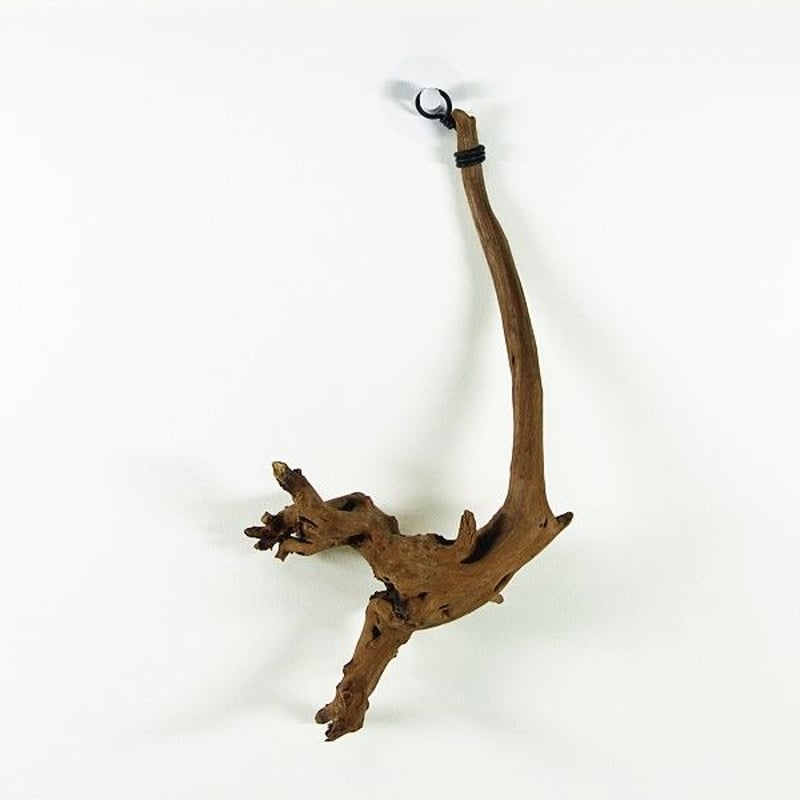 エアプランツ用流木 吊り下げ型 No.2001 | 流木専門店のアクア
