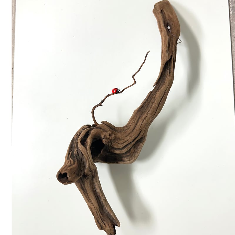 流木☆プランツハンガー 流木☆プランツハンガー