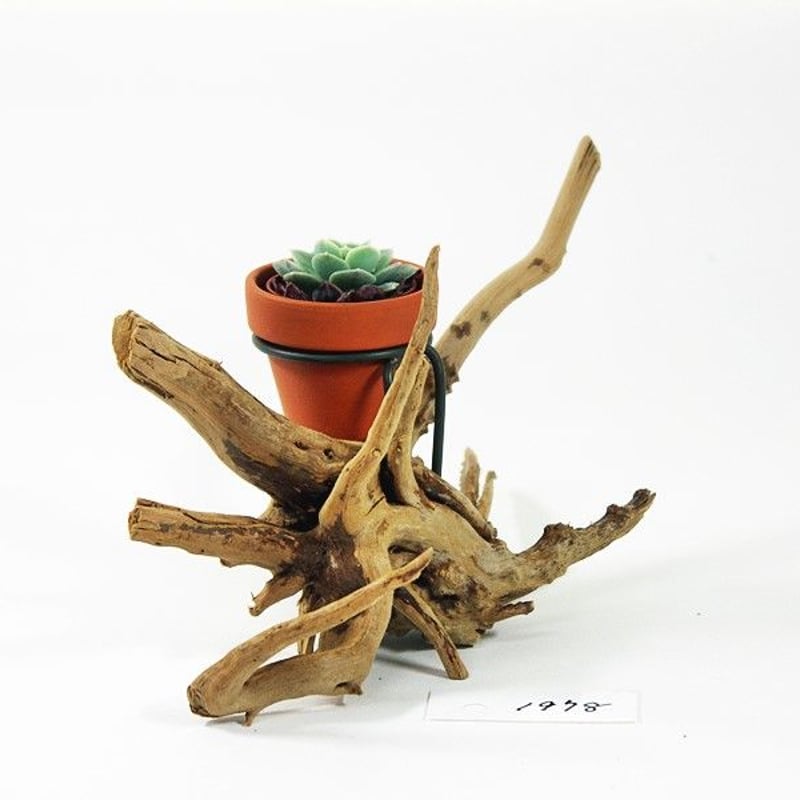 1.5号鉢ホルダー付き流木 卓上型 No.1978 | 流木専門店のアクアリバー