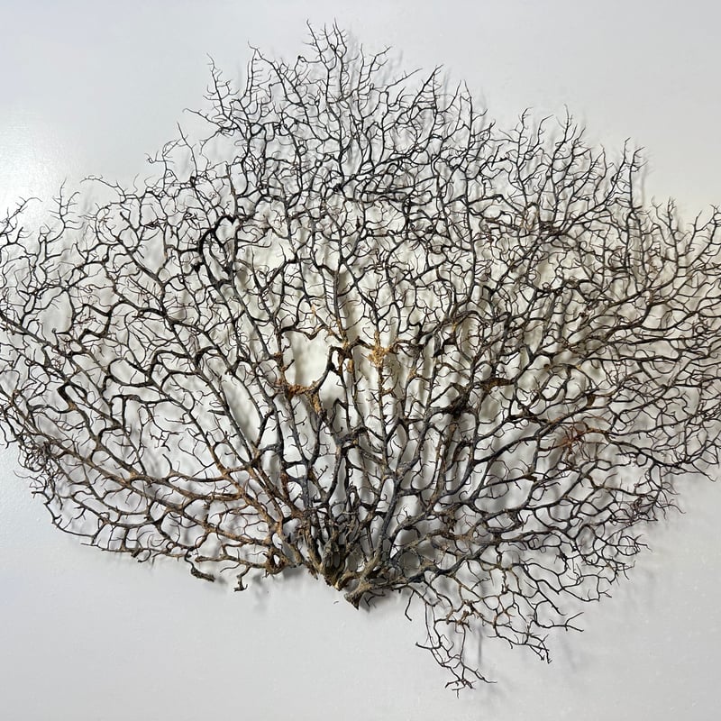 ウミウチワ 1点物 （W約46cm/H約38cm) No.5052 | 流木専門店の