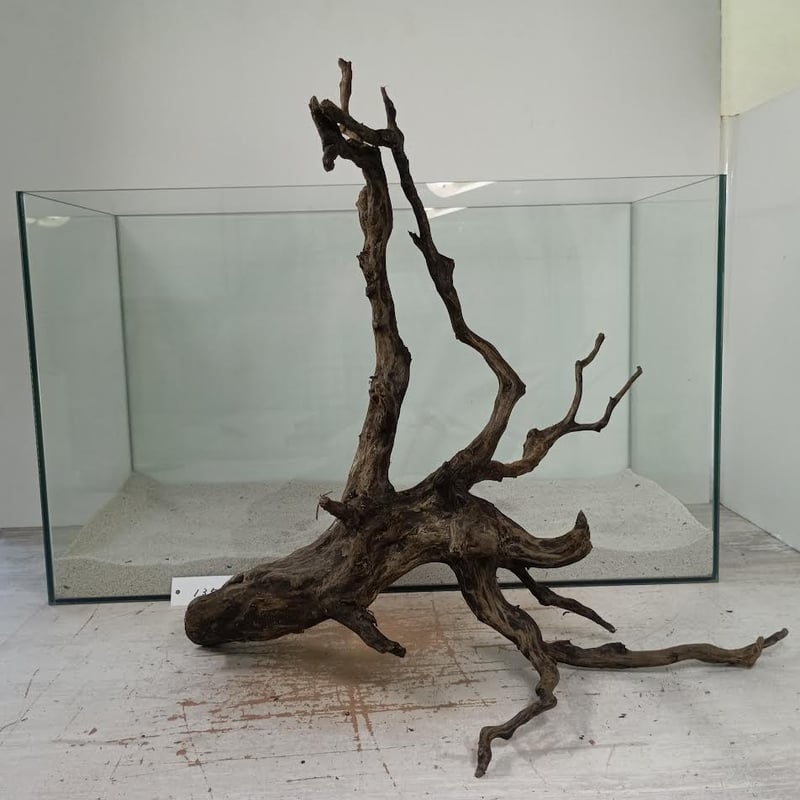 ネシア流木 ネシア流木 ブラックタイプ Lサイズ 1点ものNo.1364【W約37cm