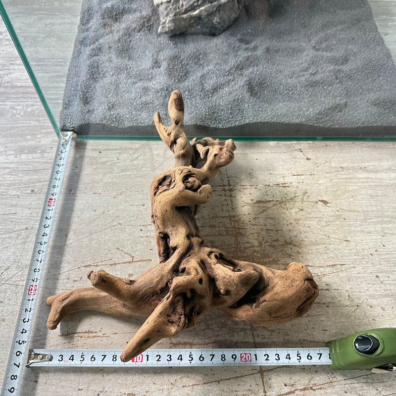 マングローブ系流木. LMサイズ(W約28cm)・オンリーワン ☆現物撮影 1点