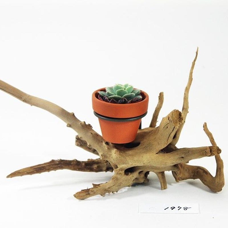 1.5号鉢ホルダー付き流木 卓上型 No.1978 | 流木専門店のアクアリバー