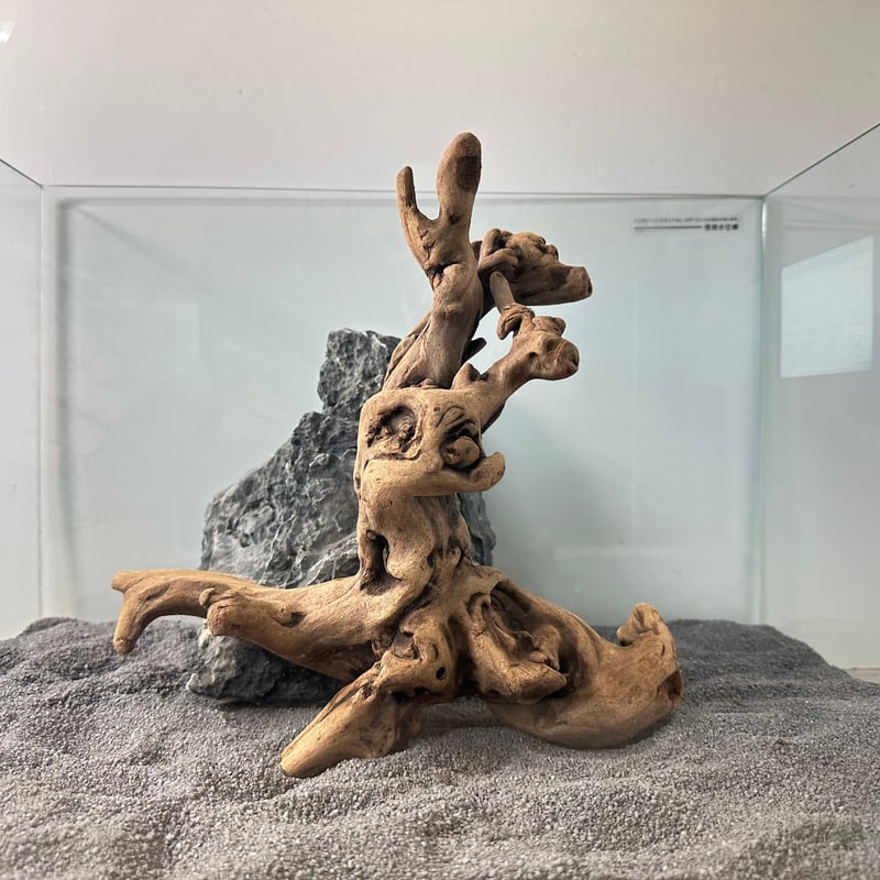 マングローブ系流木. LMサイズ(W約28cm)・オンリーワン ☆現物撮影 1点