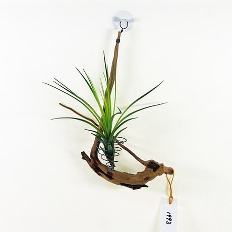 CATEGORY ハンギング | 流木専門店のアクアリバー/アクアリウム