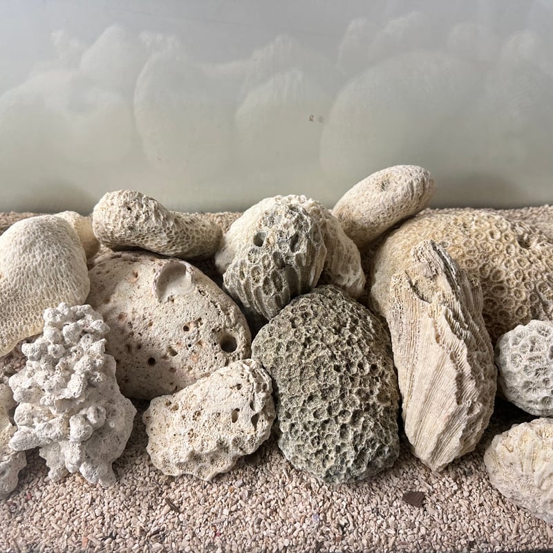 サンゴ石 5kg セット (現物撮影）No.5002 | 流木専門店のアクアリバー