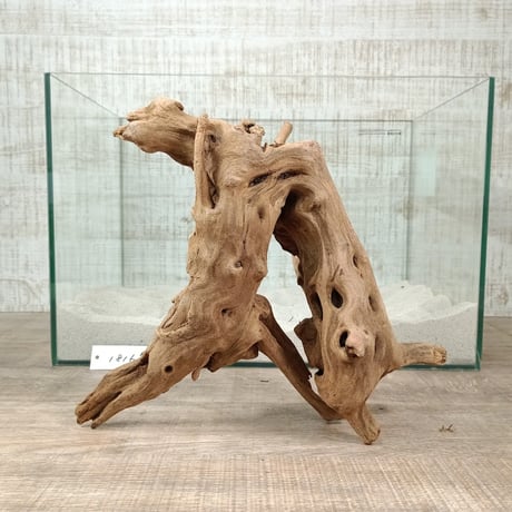 マングローブ系流木   Lサイズ　オンリーワン ★現物撮影  1点　No.1816(W約30㎝）