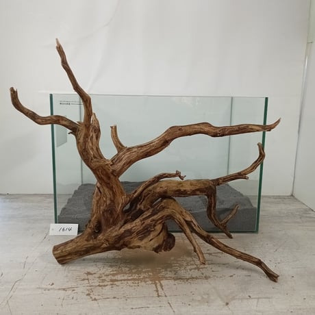 CATEGORY ブラウンブランチ | 流木専門店のアクアリバー/アクアリウム