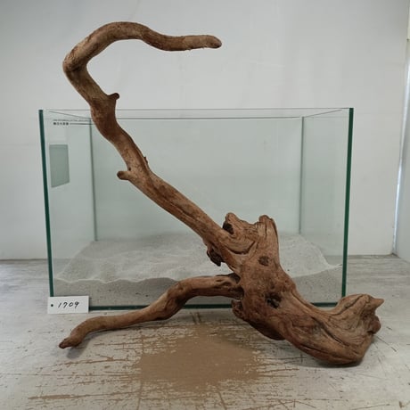 CATEGORY マングローブ系流木 | 流木専門店のアクアリバー