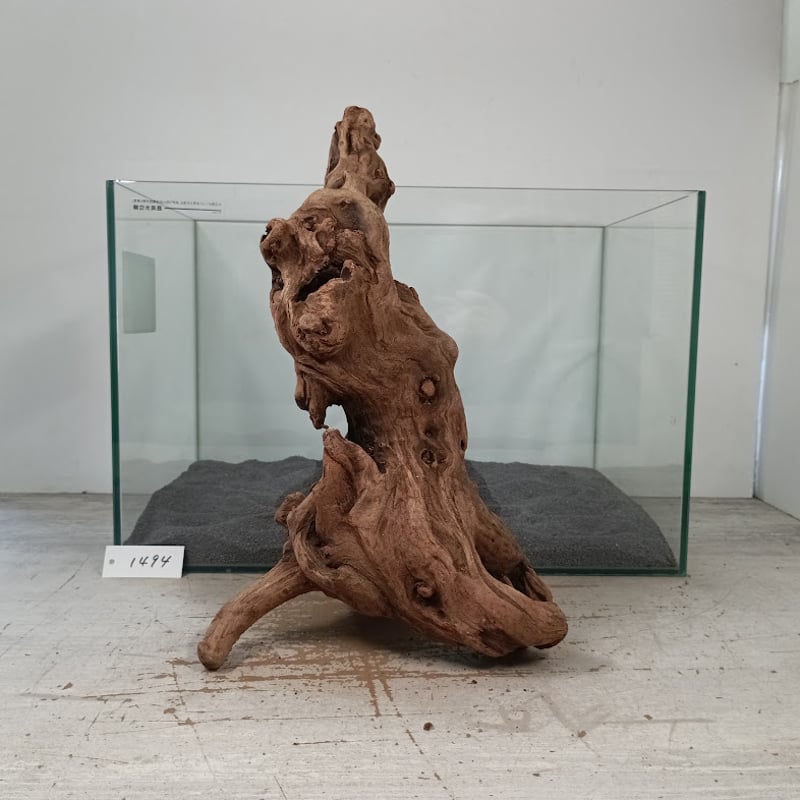 自然美マングローブ系流木 Lサイズ オンリーワン ☆現物撮影 1点 No