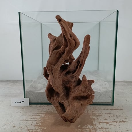 CATEGORY マングローブ系流木 | 流木専門店のアクアリバー