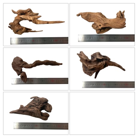 マングローブ系流木 Sサイズ15cm〜25cm  おまかせ5本×１セット（合計５本）
