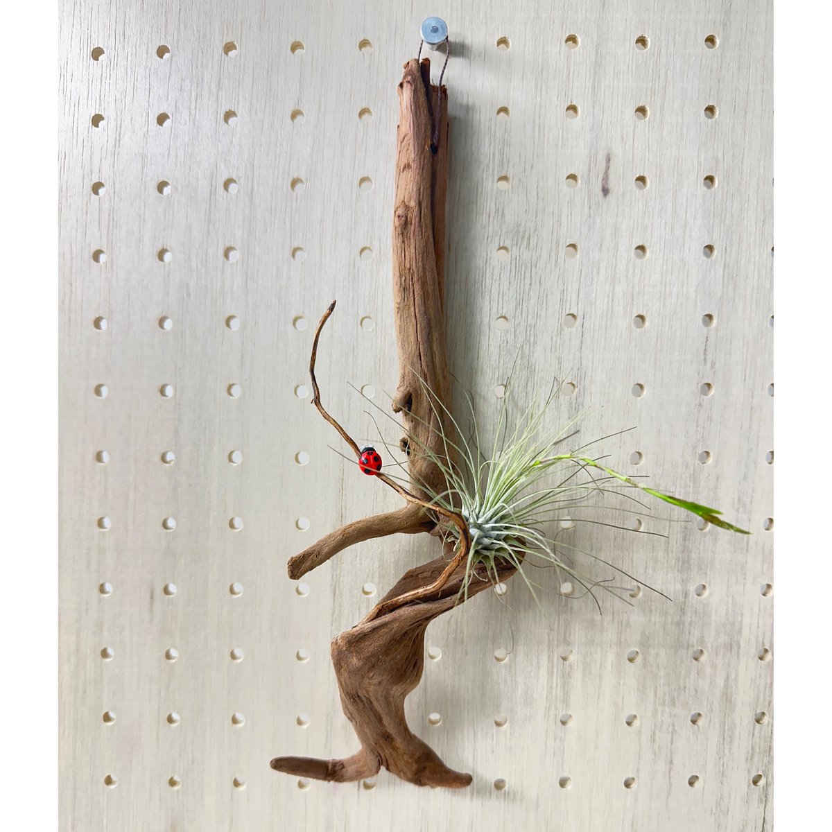 ハンギング流木 (てんとう虫装飾付き） No.4850 | 流木専門店のアクア