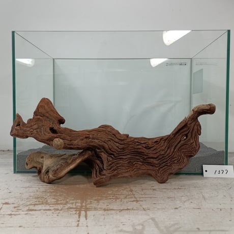 CATEGORY マングローブ系流木 | 流木専門店のアクアリバー