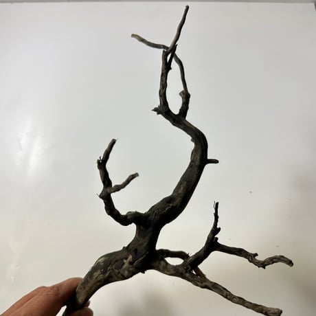 ネシア流木 ブラックタイプMサイズ約20cmから30cm    形状おまかせ5本セット　1点もの