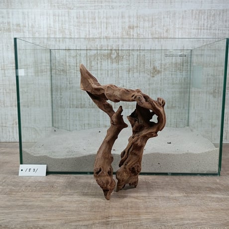 マングローブ系流木.     Mサイズ(W約26cm)・オンリーワン ★現物撮影  1点　No.1831（45cm水槽)
