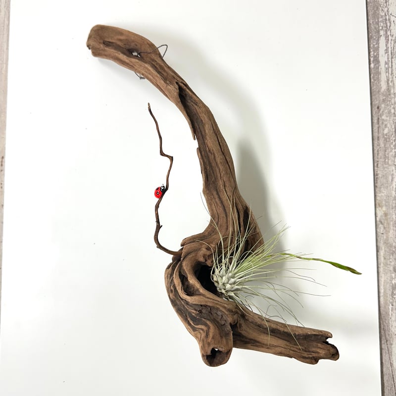 ハンギング流木 (てんとう虫装飾付き） No.4847 | 流木専門店のアクア