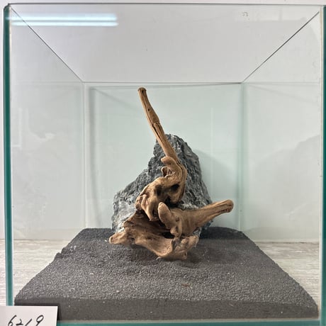 マングローブ系流木.     Mサイズ(W24cm)・オンリーワン ★現物撮影  1点　No.6219（45cm水槽)