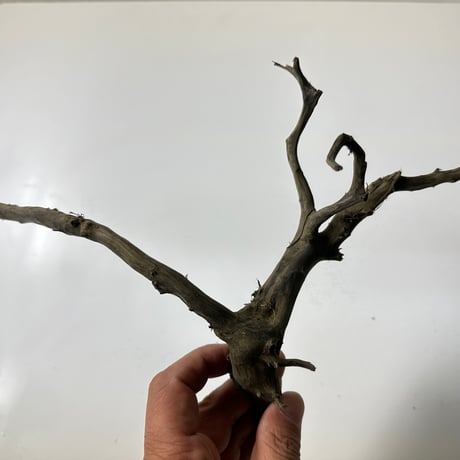 ネシア流木 ブラックタイプMサイズ約20cmから30cm    形状おまかせ5本セット　1点もの